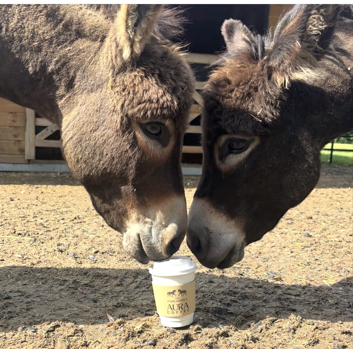 Two donkeys inspecting an AURA coffee cup