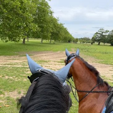 Two horses under the tree avenue