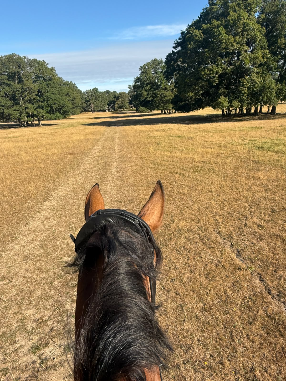 Riding across the open grassland of Windsor Great Park