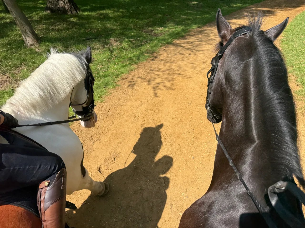 Two horses riding out through the Great Park