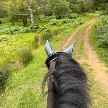 A woodland ride between the ears