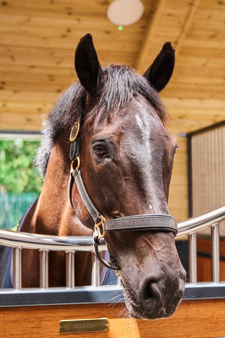 Resident horse looking over the stable door