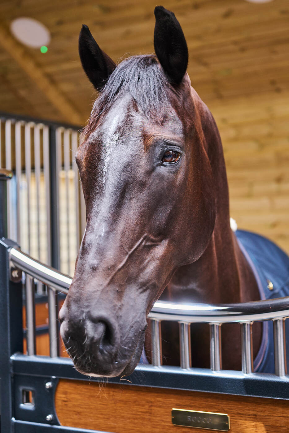 Resident horse portrait
