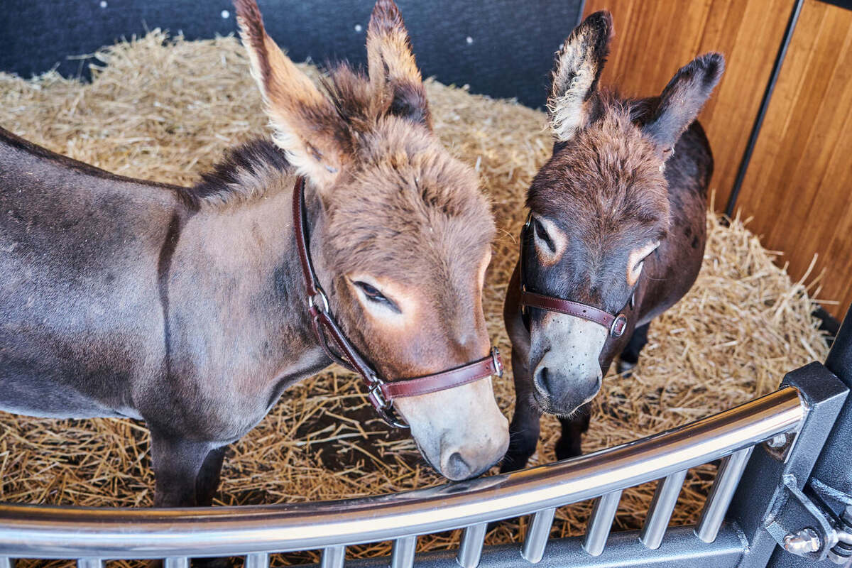 Frank and Gareth, the Stables mascots