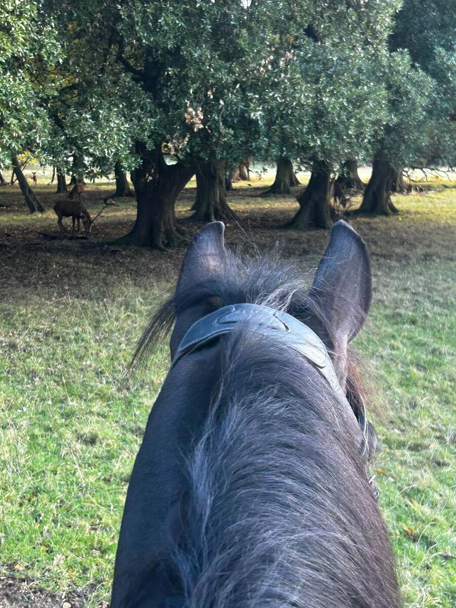 Riding beneath the ancient oaks among deer